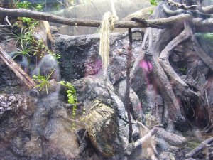 Amazon Exhibit Shedd Aquarium